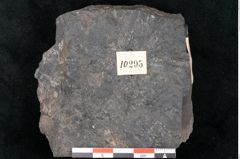 Foto (Detailansicht) von Taeniopteris pseudosimplex Ettingshausen (NHMW-GEO-2024-0188-10295)